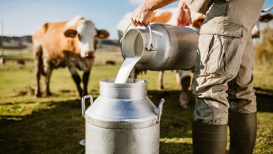 The Nutritional Powerhouse: Buffalo Milk